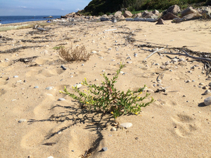 Photo By: Stephen M. Young. Photo taken: Suffolk County, NY on 9 September 2015